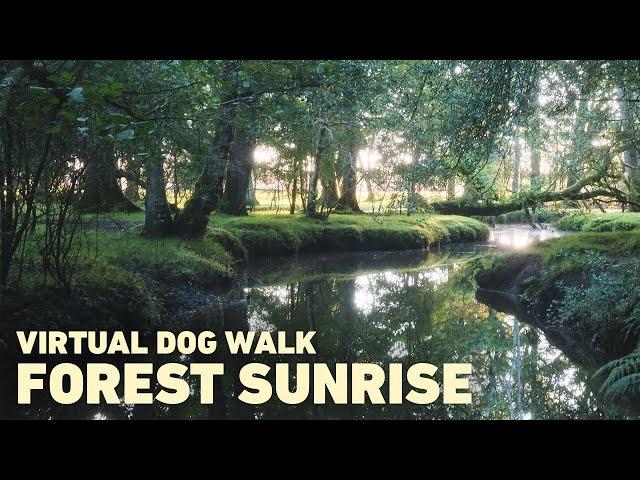 [NO ADS] Dog TV for Dogs to Watch  Virtual Dog Walk in Ancient Woodland  Binaural Nature Sounds