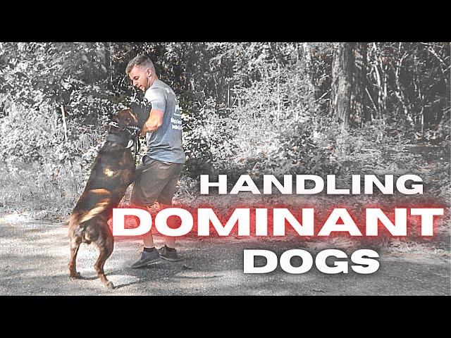 Handling Dominant Dogs - Hercules the Cane Corso