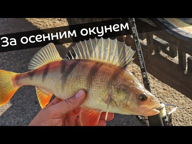 Ищу крупного окуня в городе. Стритфишинг в Санкт-Петербурге с Perfect Jig 76-L-T