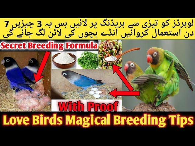 Love Birds Fast And Megical Breeding Formula 2022-2023 l Love Birds Fast And Secret Breeding Tips