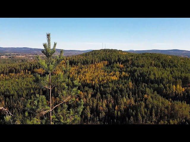 BOLLNÄS TRAIL RACE