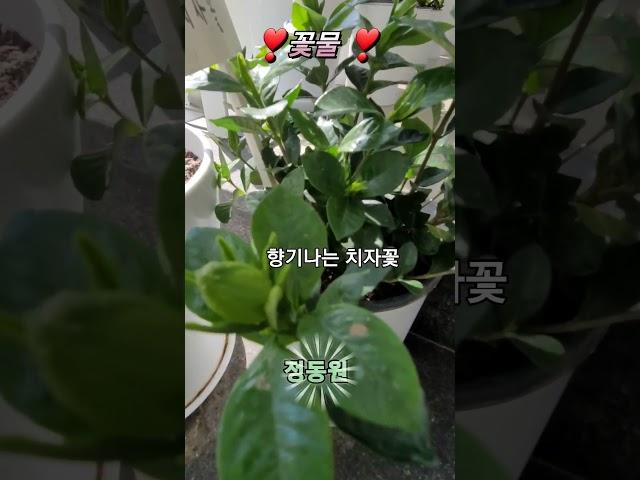 정동원  꽃물 #향기나는꽃#치자