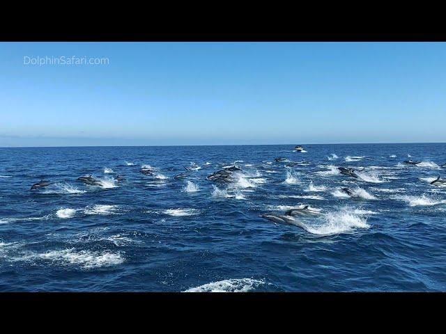 Hundreds of Dolphins Stampede Near Dana Point, California | Capt. Dave's Whale Watching