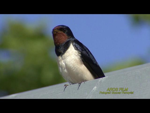 LADUSVALA  Barn Swallow  (Hirundo rustica)  Klipp - 2454