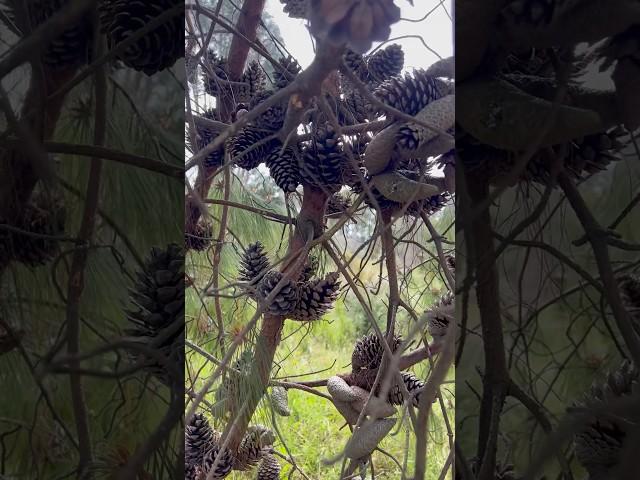 Pine cones up close #pinecones #melbournegardens #australia #spring