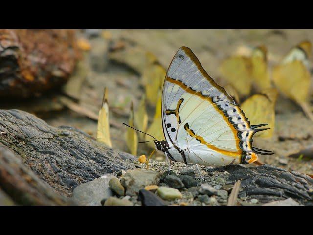 Polyura Eudamippus the great nawab butterfly from buxa forest | ग्रेट नवाब तितली