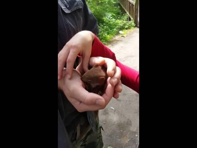 Eichhörnchen-Baby - Von meinen Kindern mitten in der Stadt gefunden