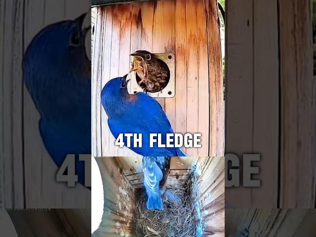 Bluebird Nest Box - 4 Fledglings Leave The Nest 🪹 #bluebirds #fledgling #birds #nest #nestbox