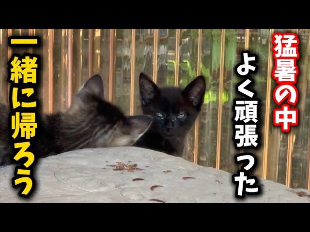 We rescued a kitten that showed up in a shed next to the railroad tracks on a hot day