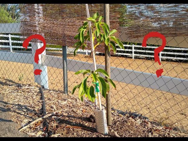 When to give up on an avocado tree