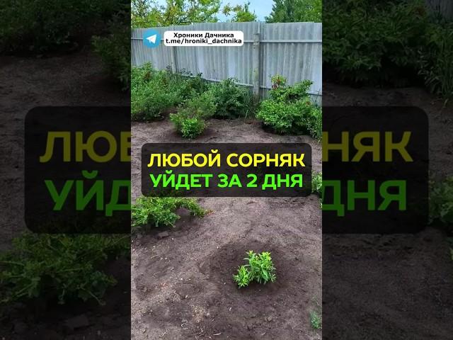 Как избавиться от сорняков за 2 дня? #сорняки #дача #сад #огород