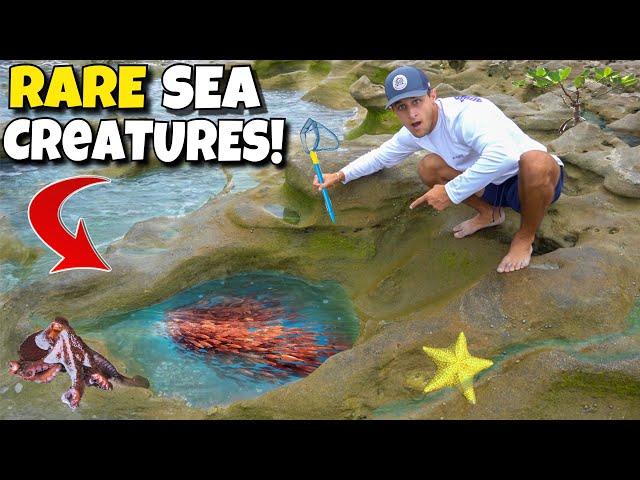 Catching EXOTIC CREATURES Out Of TIDE POOLS!!