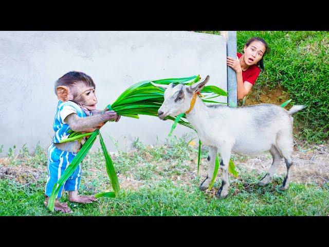 Surprise when baby monkey Mimi knows how to herd goats for her mother - Great Intelligence from Mimi