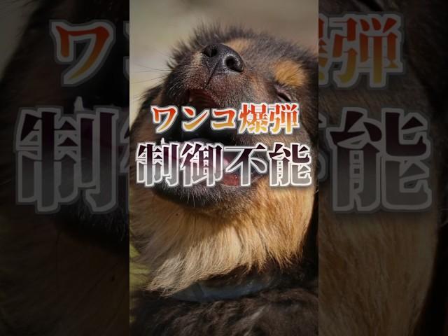 【雑学】制御不能のワンコ爆弾を多用したソ連の末路