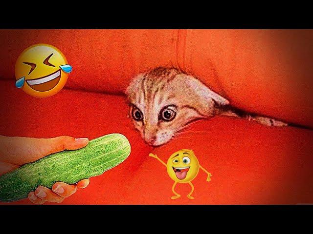  Cats with a special mindset  Funny Cat Videos  Funny Animal Videos 2024 ️