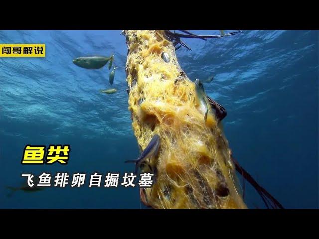 恶心的鲃鱼喜欢吃河马的粑粑，六带鲹把鲨鱼当搓澡巾#有灵魂的动物世界【闯哥电影解说】