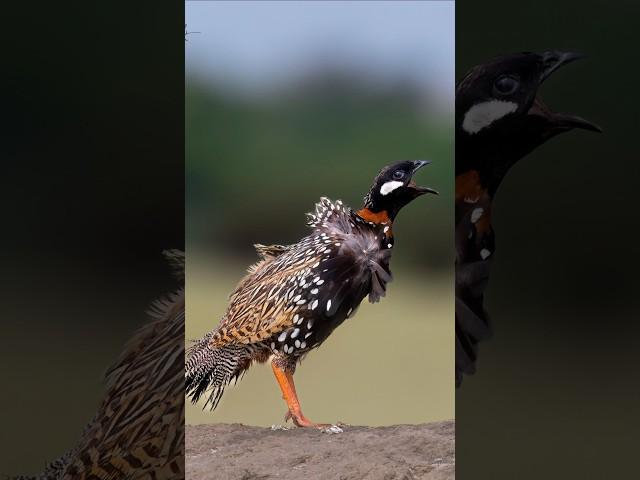 Wildbirds In Action #birds #wildlife #wildlifephotoghraphy #nature #photography #naturephotography