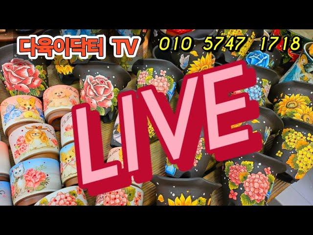 다육이닥터TV  #노아여인 인어공주#더블루신상#얀산상#들꽃신상#토마루미니#앤오드리햇번# #선영#정스#길분#드앨리스# 초이#토다원냥이.강쥐~