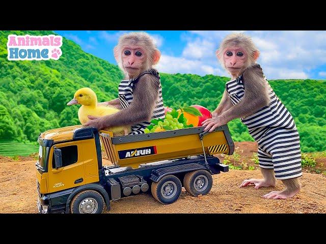 Monkey BiBi goes to harvest fruit and make juice for baby ducks