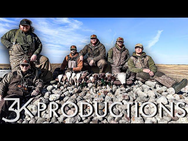 THE ROCK PILE | CORN FIELD DUCKS IN NORTH DAKOTA