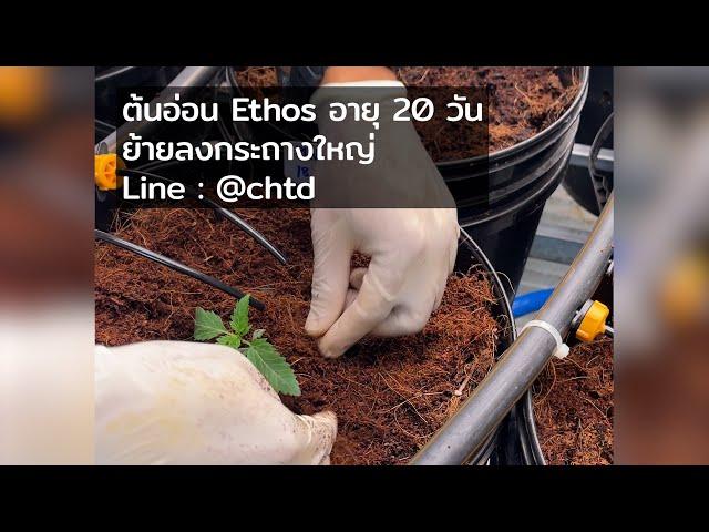 ต้นอ่อนกัญชาอายุ 20 วันย้ายลงกระถางใหญ่ Cannabis farm Ethos auto seeds.