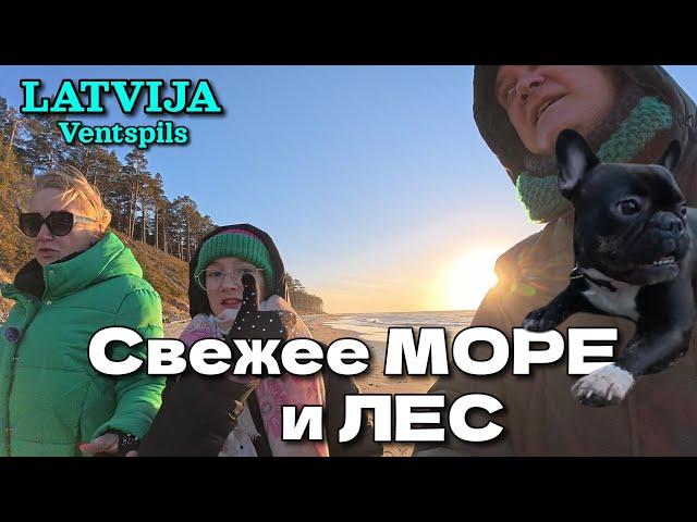 Ищем янтарь на диком пляже. Экстрим в лесу у речки с Французским Бульдогом | Март. Латвия