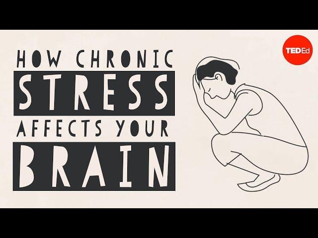 How stress affects your brain - Madhumita Murgia