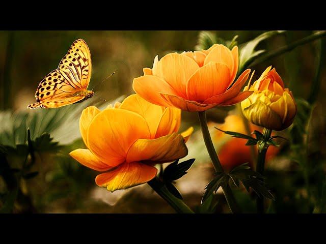 Музыка для Души и Цветы 2 (Beautiful flowers) !!!