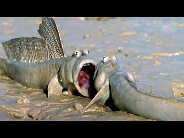 Sweaty Mudskippers Try To Cool Down | Walk On The Wild Side | Funny Talking Animals | BBC Earth