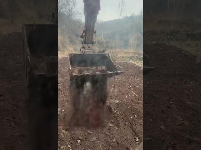 Creative bucket excavator harvesting herbal roots easy