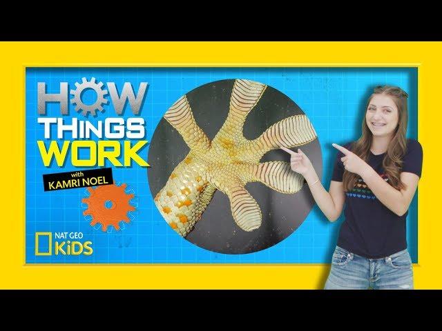 How Gecko Feet Work | How Things Work with Kamri Noel