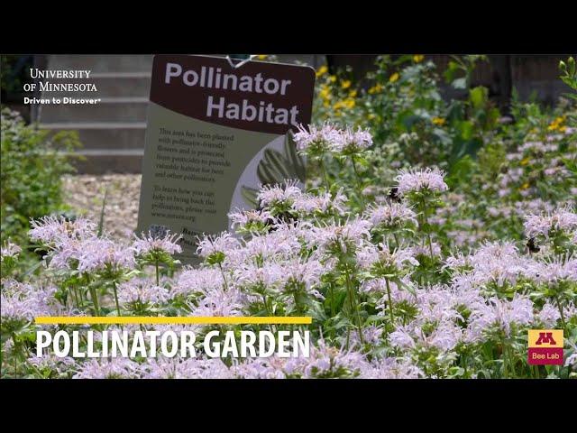 Pollinator Garden