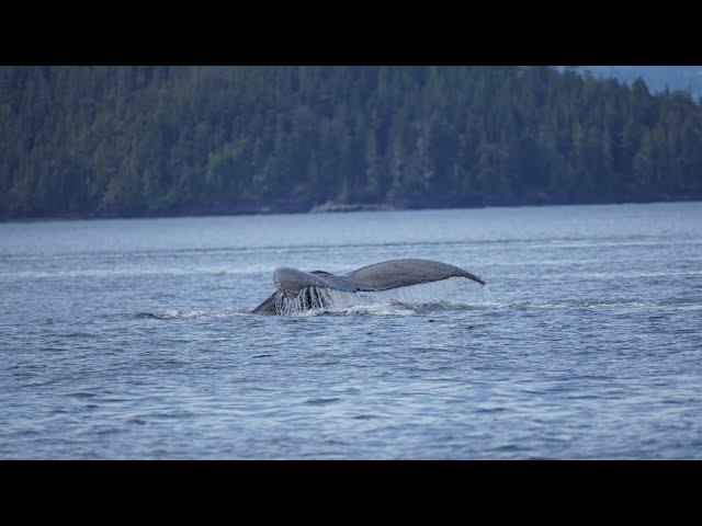 Vancouver Island 9. Telegraph Cove & whale watching Prince of Whales.  11 de mayo de 2023