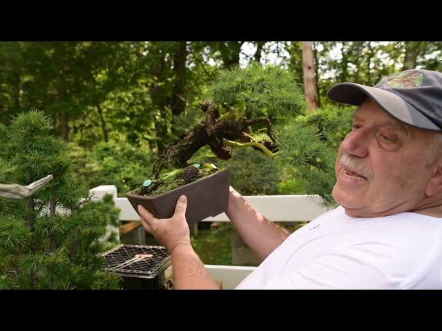 Canadian Bonsai Master David Easterbrook Presents His Legacy