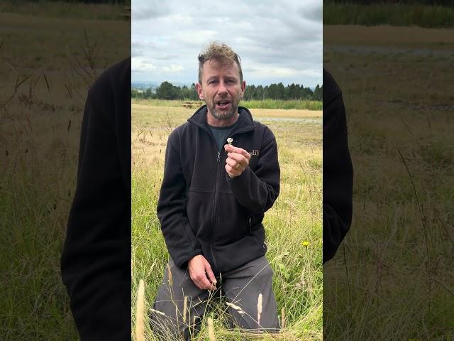 Edible flowers, red clover :) www.wildfooduk.com #foraging #forager #wildedibles #gardening