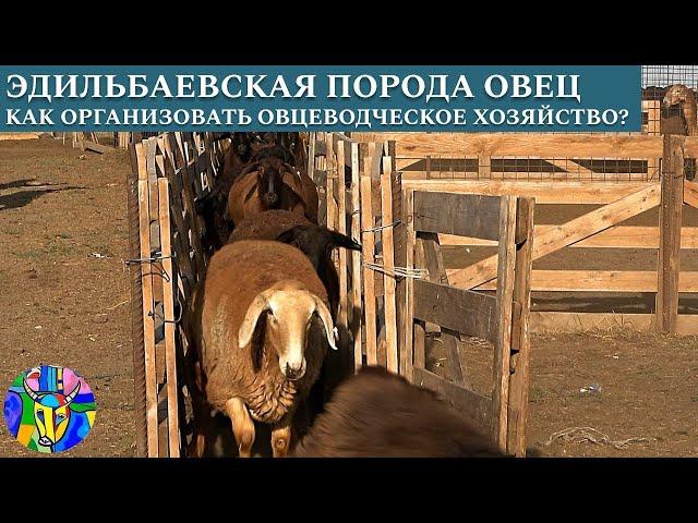 Эдильбаевская порода овец. Как организовать овцеводческое хозяйство?