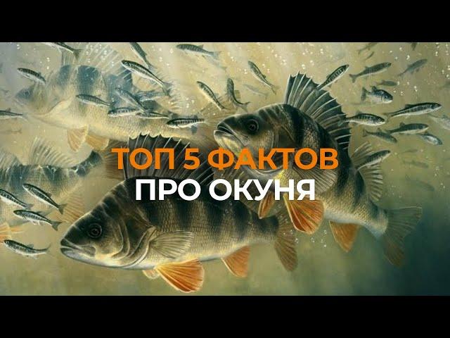 ТОП 5 ИНТЕРЕСНЫХ ФАКТОВ ПРО ОКУНЯ