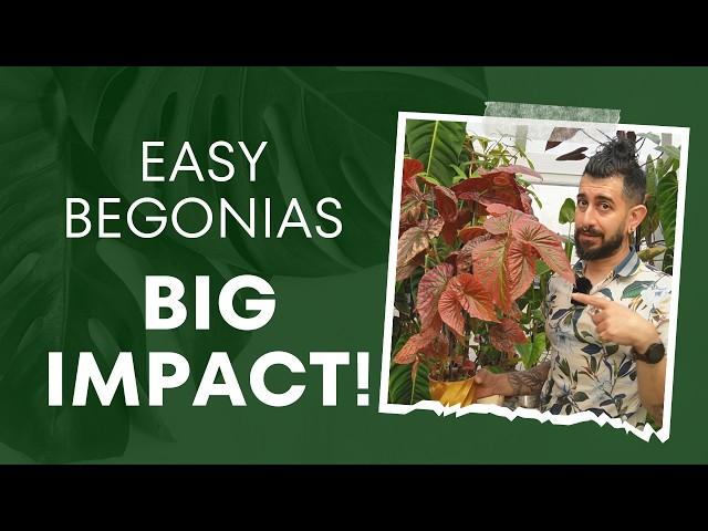 4 Begonias That Prove Everyone Wrong!  Houseplant Heroes! 