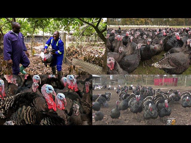 MY TURKEY FARM IS DIFFERENT FROM EVERYONE: ELDER DANIEL MENDS  LEARN HOW TO START TURKEY FARM