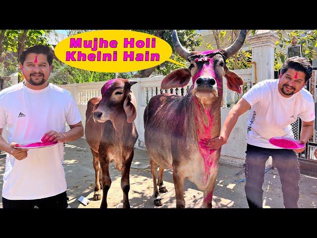 झूमर भी खेलती हैं जोरदार होली  #baawalechorevlogs #holiwithcow #cowsvlog #dailyvlog #holivlog