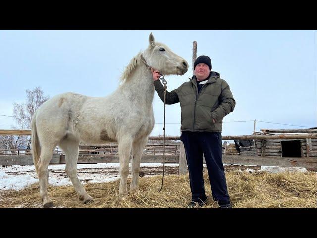 Крепкий хозяйственник