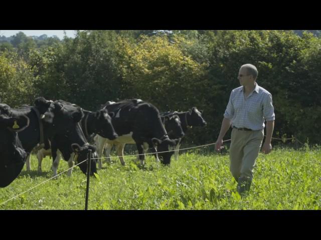 Cotswold Seeds First Hand: Herbal Grazing & Cutting Leys with Yeo Valley Farmers