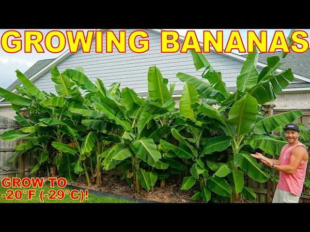 4 Tips To Grow The Most BEAUTIFUL Banana Plants EVER Down To ZONE 5!