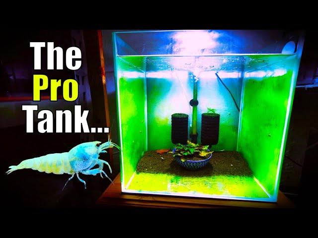 The Profesional Shrimp Keepers Caridina Bee Shrimp Tank Set Up