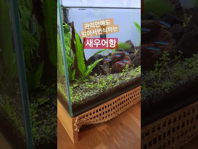 신경안써도 알아서 번식하는 새우어항 #새우번식 #새우새끼