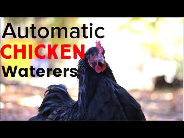 Automatic Chicken Waterers - and a Giveaway