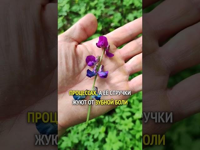 Чина весенняя - от болей в сердце, зубной боли и против гноящихся ногтей #травник #травы