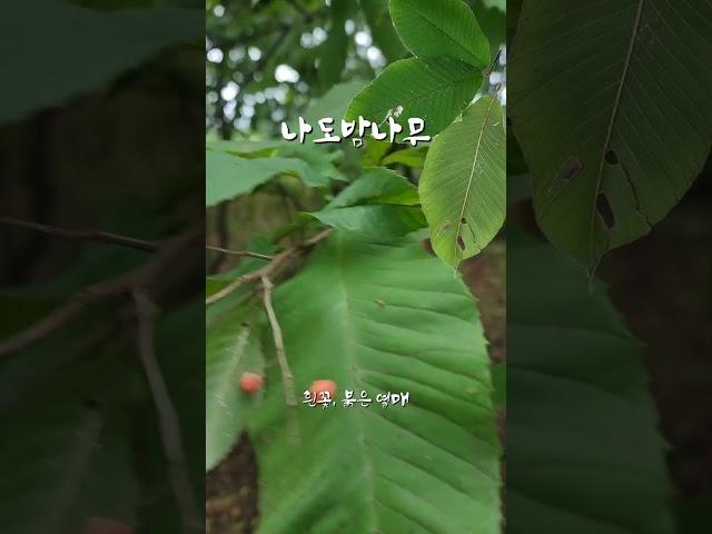 나도밤나무  [나도밤나무과]