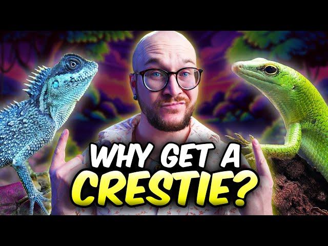 DO NOT Get a Crested Gecko! Get THESE 3 Lizards Instead!