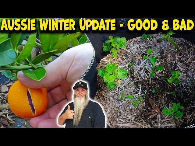 Frosts Came While Sick. Fruit & Vegies Update for Aussie Winter.